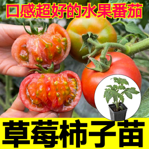 东北草莓柿子苗秧苗绿肩铁皮番茄种子四季阳台盆栽芒果蜜粉贝贝