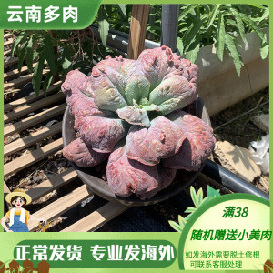 狂野男爵创意奇特多肉植物尼古拉斯单头带瘤子巨型超大棵阳台绿植