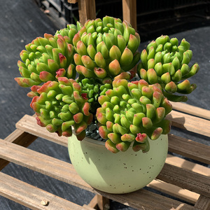 小灯笼罕见多肉植物云南控养新品杂交蒂亚变异新品种多头整桩奇特