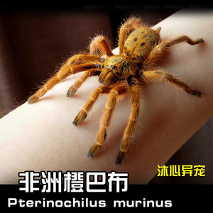 橙巴布皇帝巴布