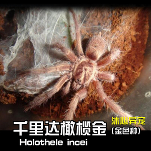 千里达橄榄金