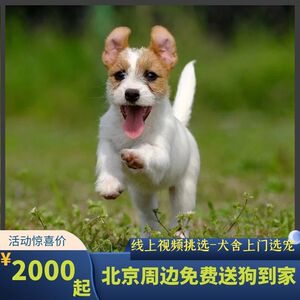 北京双血统纯种牧师杰克罗素梗幼犬活体小型刚毛平毛梗类cku犬舍