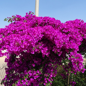 攀爬藤本云南紫四季开花阳台盆栽花卉庭院多年大苗易活聚彩花屋17