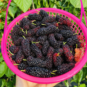 桑葚果新鲜采摘3斤顺丰包邮现摘现发孕妇时令水果桑果泡酒孝素