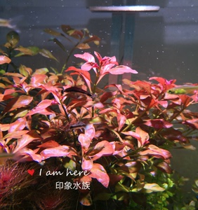 活体红草水草玫瑰叶底红自养有茎前景新手淡水懒人水族箱鱼缸造景
