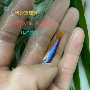 高端原生鱼 玫瑰丹 群游鱼 免加热 冷水鱼 小型灯科鱼 少见观赏鱼