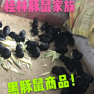 黑豚鼠商品鼠/黑色荷兰猪/宠物鼠！