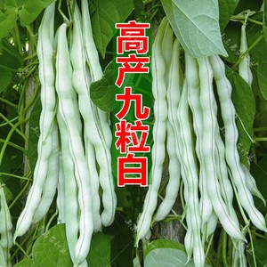 九粒白芸豆种子春夏秋菜籽老来少摘不败豆角种籽四季高产农家种孑