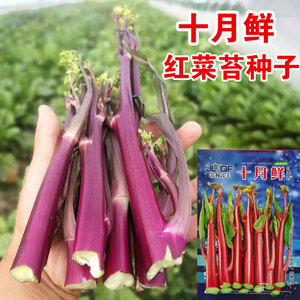 红菜苔种子种籽紫广东菜心紫菜苔四季增城迟蔬菜孑菜籽苗甜菜心