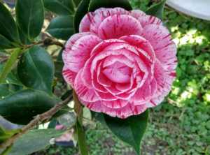 国内外茶花品种---彩丹