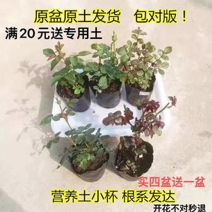 月季花苗花对版四季开花灌木花卉果汁金丝雀扦插小苗盆栽成活率高