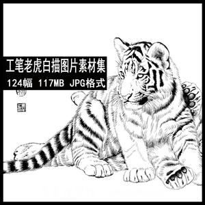 157 高清国画工笔白描图片素材系列之老虎篇 白描老虎参考素材