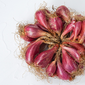 新鲜红葱头广东香葱头干葱农家种植小香葱头种子熬葱油酥包邮香辣