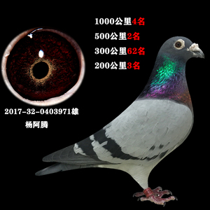 用品用具足环特比环鸽子套环省力器鸽子套环器幼鸽上环器3人付款39