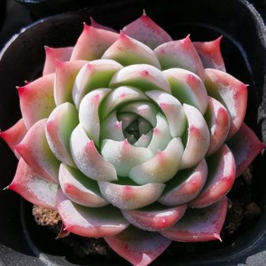 孤星单头群生精品多肉植物一物一拍超萌肉肉【小李家多肉】