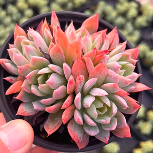 秋宴多肉 蓝安娜肉植物火焰杯多肉一物一拍多头群【小李家多肉】