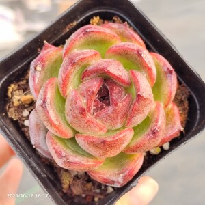 厚叶紫玫瑰 暗纹水晶心 精养状态 精品 一物一拍【小李家多肉】