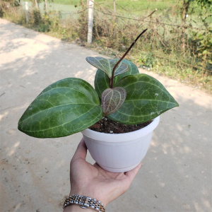 【大叶球兰】大叶球兰品牌,价格 - 阿里巴巴