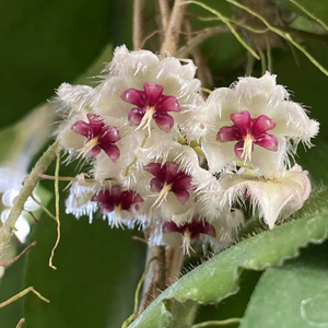 大叶青铜器球兰(hoya caudata ssp. big green leaf)