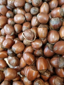 2021野生炒熟榛子东北特产辽宁原味玉坠榛子胡榛子新货坚果包邮