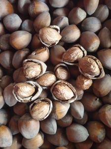 2021野生山榛子东北特产辽宁桓仁自家晒干小榛子毛榛子新货坚果