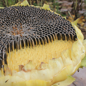22年新货现摘大朵葵盘新鲜向日葵原味生瓜子葵花盘带籽带盘葵花籽