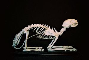 猫骨架标本真骨非塑料骨架标本骨骼模型骨架模型漂白原色特价