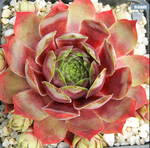 《长生草小店》 复活节彩蛋 皮克尼斯长生草 橘子球 野马 柔情