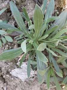 3斤包邮山东特产新鲜面条菜野菜现挖农家羊蹄颗蒸菜面条棵柳叶菜