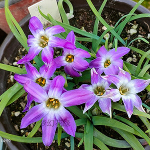 花韭稀有品种紫色种球根带有浓郁花香型韭兰草花秋植盆栽耐寒花卉