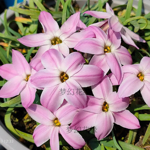 花韭粉种球根紫玫红色浓郁花香型韭兰草花秋植盆栽地栽耐寒花卉