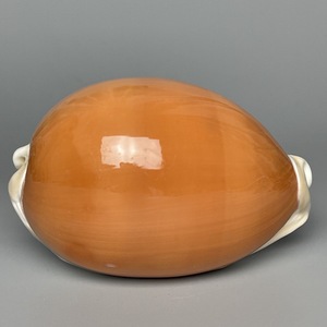 黄金宝螺 精选大尺寸 lyncina aurantium 96.77mm gem