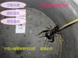 宁阳野生蟋蟀