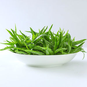 现摘新鲜优盾草鲜叶纯野生小尖叶鳄嘴花黎王草新鲜忧遁草鲜叶提神