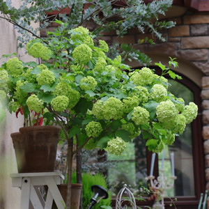 欧洲木绣球盆栽 会变色的绣球 耐热木本多年生庭院阳台花卉好养