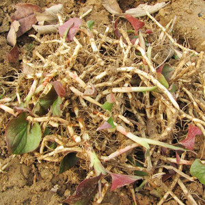 四川新鲜野生折耳根野菜猪鼻孔2斤包邮侧耳根鱼腥草嫩节节草现挖