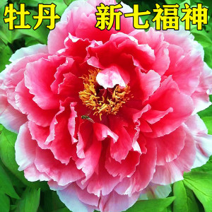菏泽市诚信牡丹芍药园洛阳牡丹花苗【新七福神】,秋天发货
