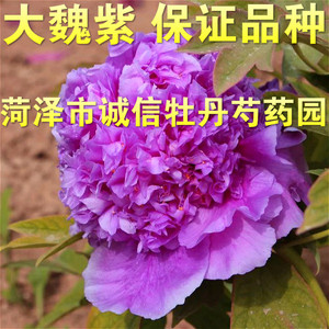 菏泽市诚信牡丹芍药园精品牡丹花苗【大魏紫】2018年秋天发货.