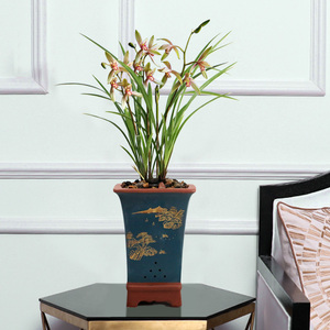 兰花苗(带花苞)四季兰草建兰金边小桃红浓香型室内花卉植物盆栽