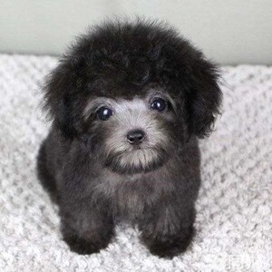 狂犬疫苗狗幼犬