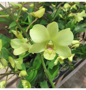 蝴蝶石斛 碧玉 热带兰洋兰 阳台窗台盆栽花卉 容易种植花期长