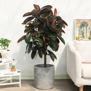 爱优尚橡皮树黑金刚盆栽吸甲醛净化空气绿植客厅室内绿色大型植物