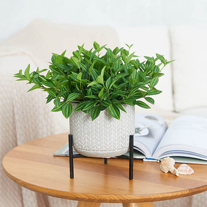【单品包邮】绿宝石室内办公室桌面净化空气创意绿植除甲醛盆栽
