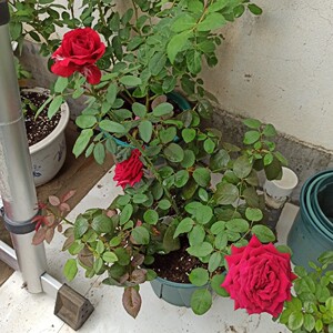 【春季月季花】春季月季花品牌,价格 - 阿里巴巴