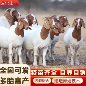 波尔山羊纯种小羊羔活苗成年怀孕母羊种公羊波尔山羊种羊活羊养殖