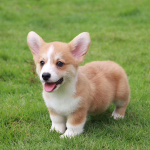 长不大的狗柯基