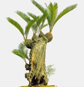 多头铁树苏铁白鳞铁精品小品铁树盆景名贵稀有怪异铁树一物一拍