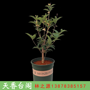 天香台阁桂花树