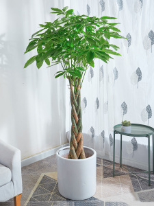 大型盆栽植物室内客厅真树