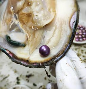 4年福利老蚌天然淡水珍珠活体开蚌爱迪生圆珠极光紫色可定制包邮